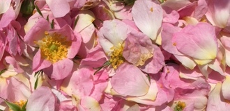 Rose petals listing