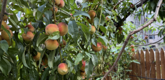 Screenshot 2026 01 20 at 12.01.45%e2%80%afpm listing