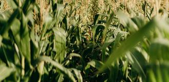 Pexels cottonbro 3066814 listing