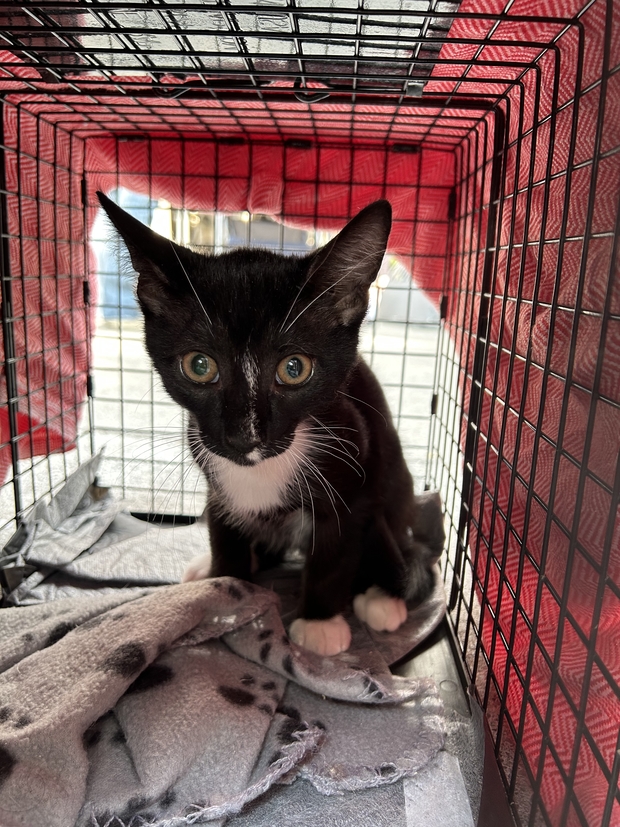 kitten in a trap