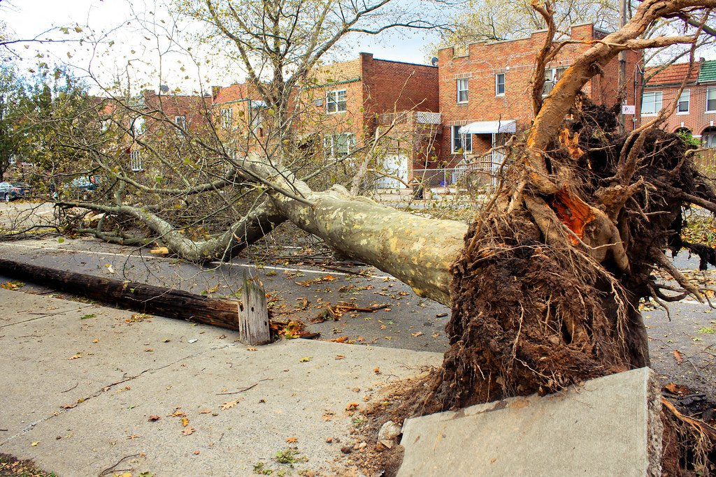 Image result for brooklyn sandy trees