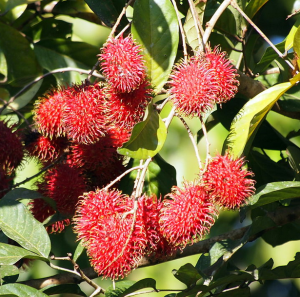 Screen Shot 2014-07-13 at 2.58.35 PM