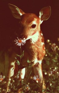 bambi