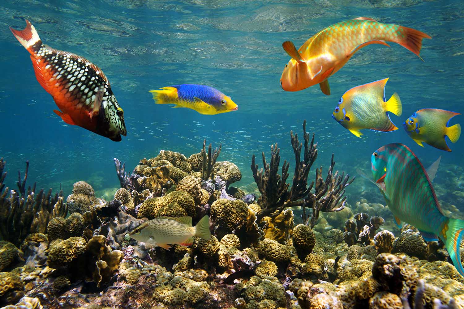 La Isla de San Andrés tiene una de las más grandes barreras de coral del Caribe, así que es ideal para snorkel y buceo