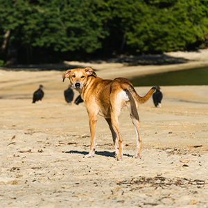 cão cachorro vira-lata caramelo