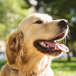 nomes curtos para cães ou gatos
