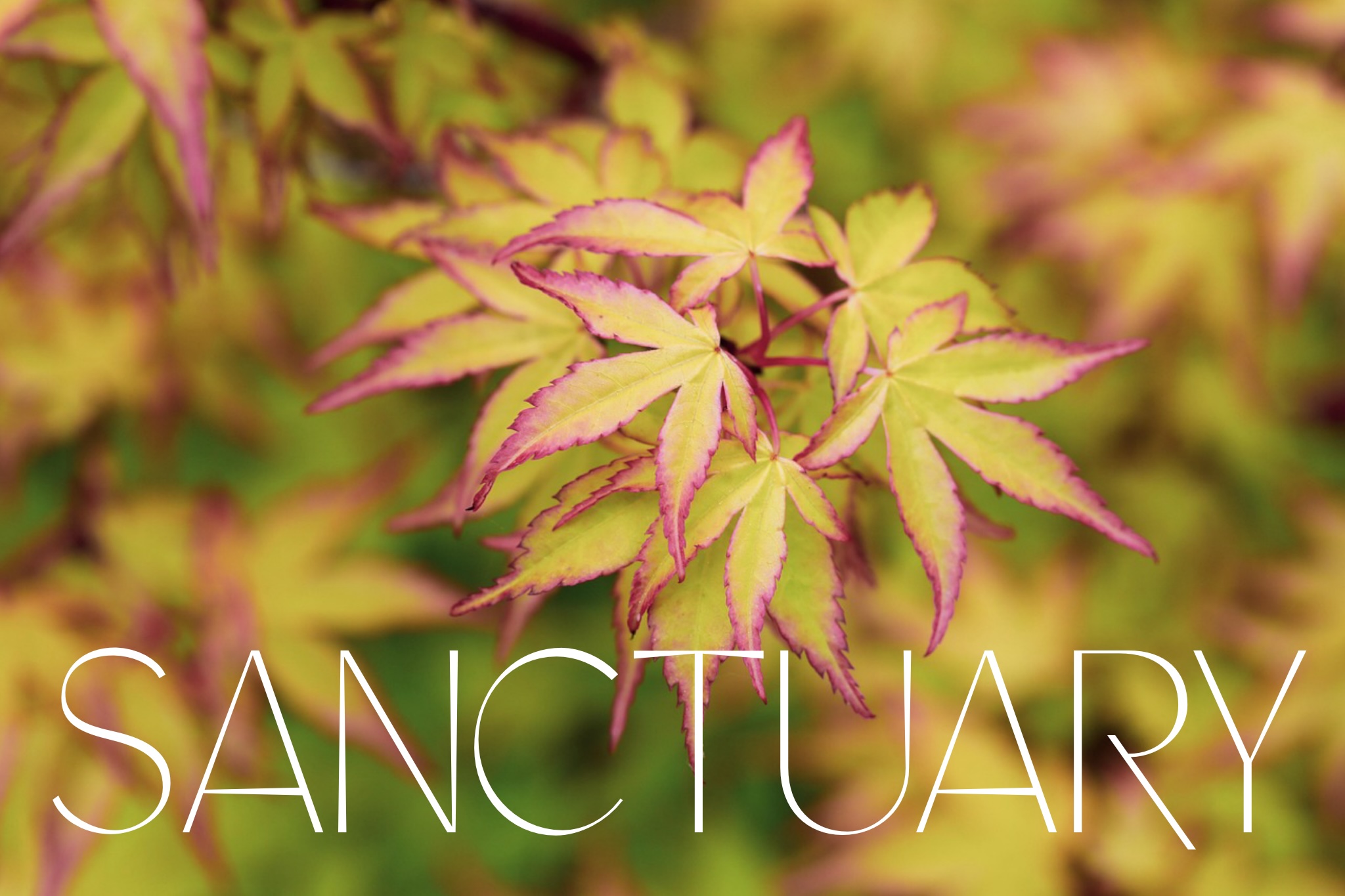 Sanctuary 06 06 2025 Dancing At The Edge