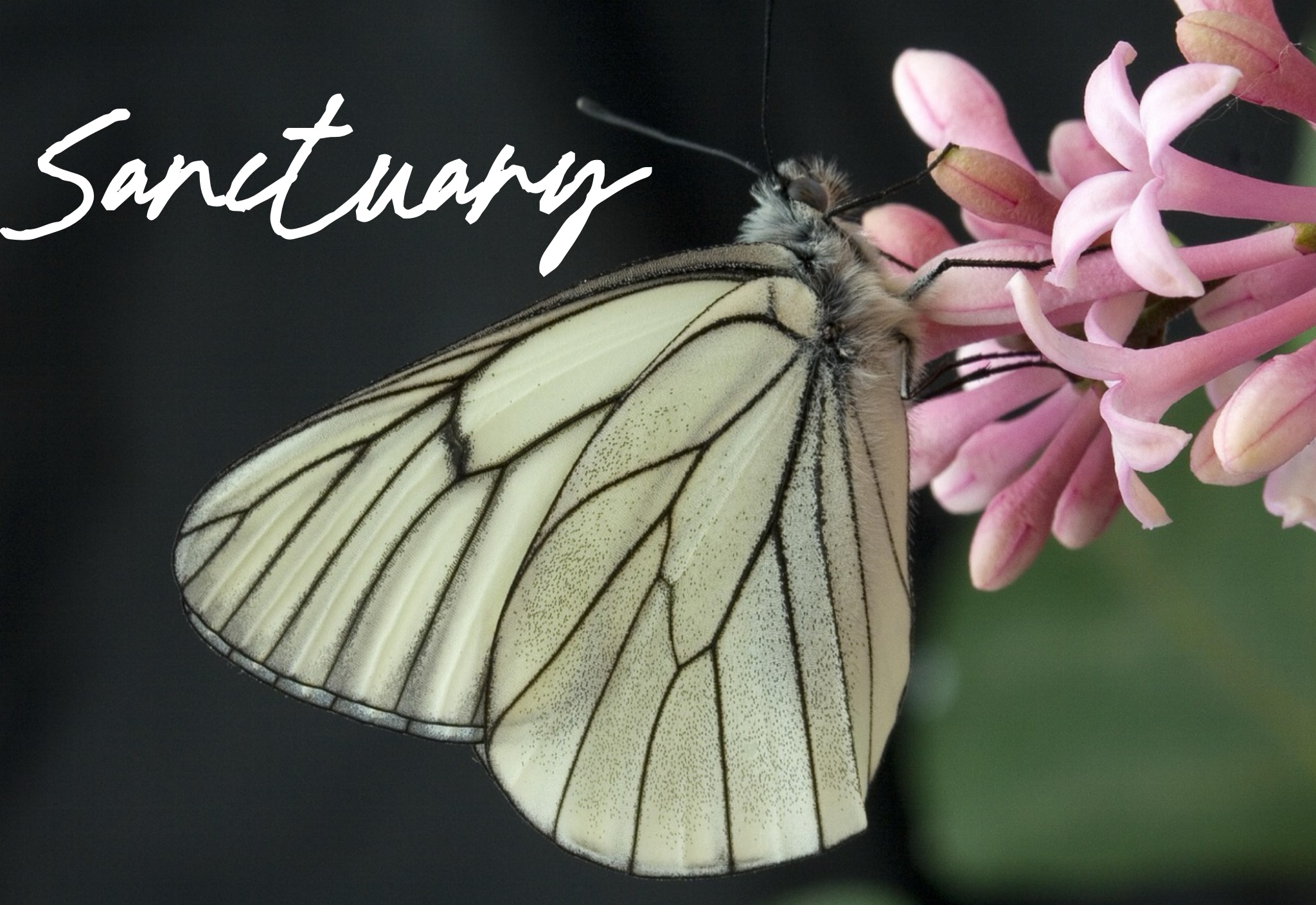 Sanctuary 06 20 2025 Dancing At The Edge