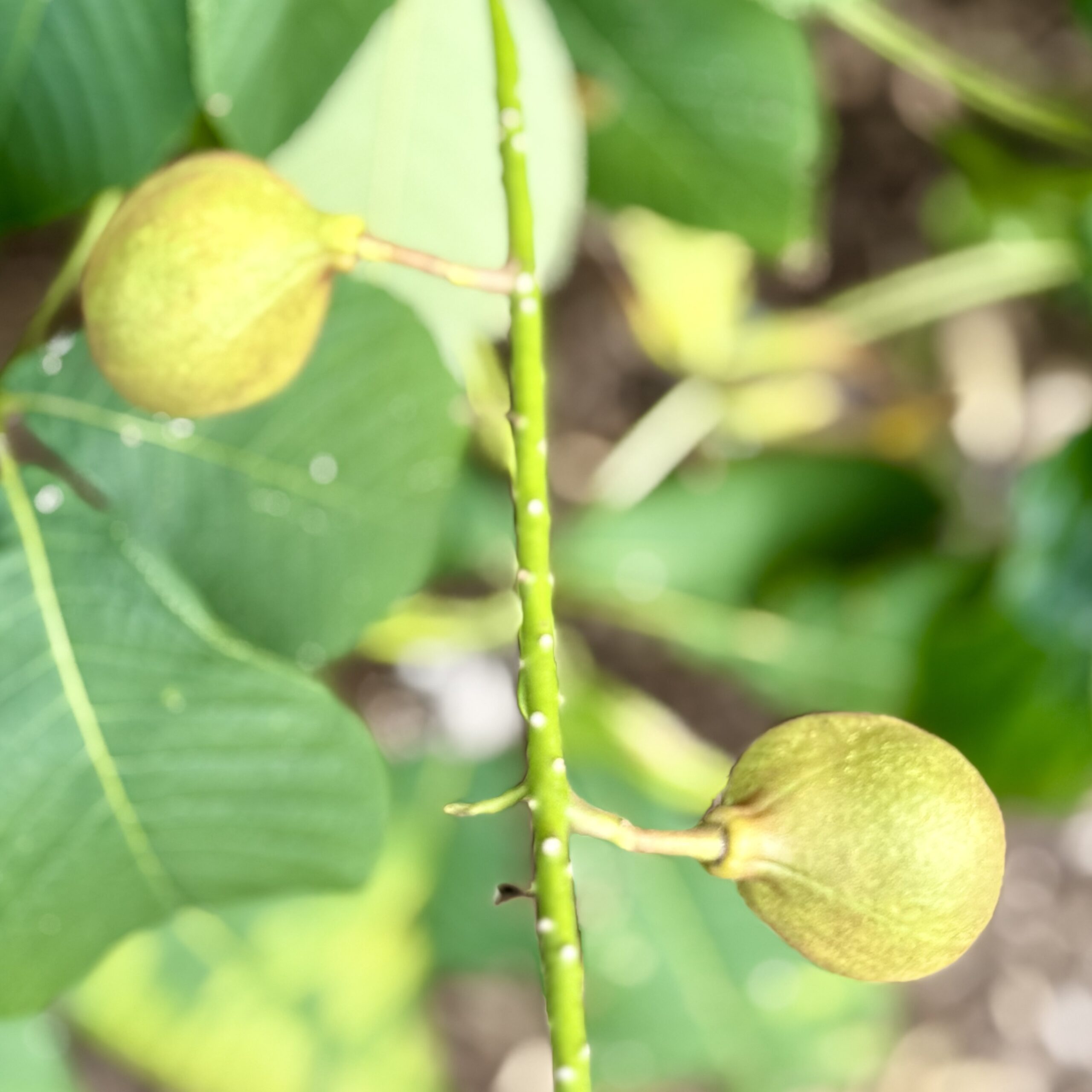 Tales From the Garden | Renewal