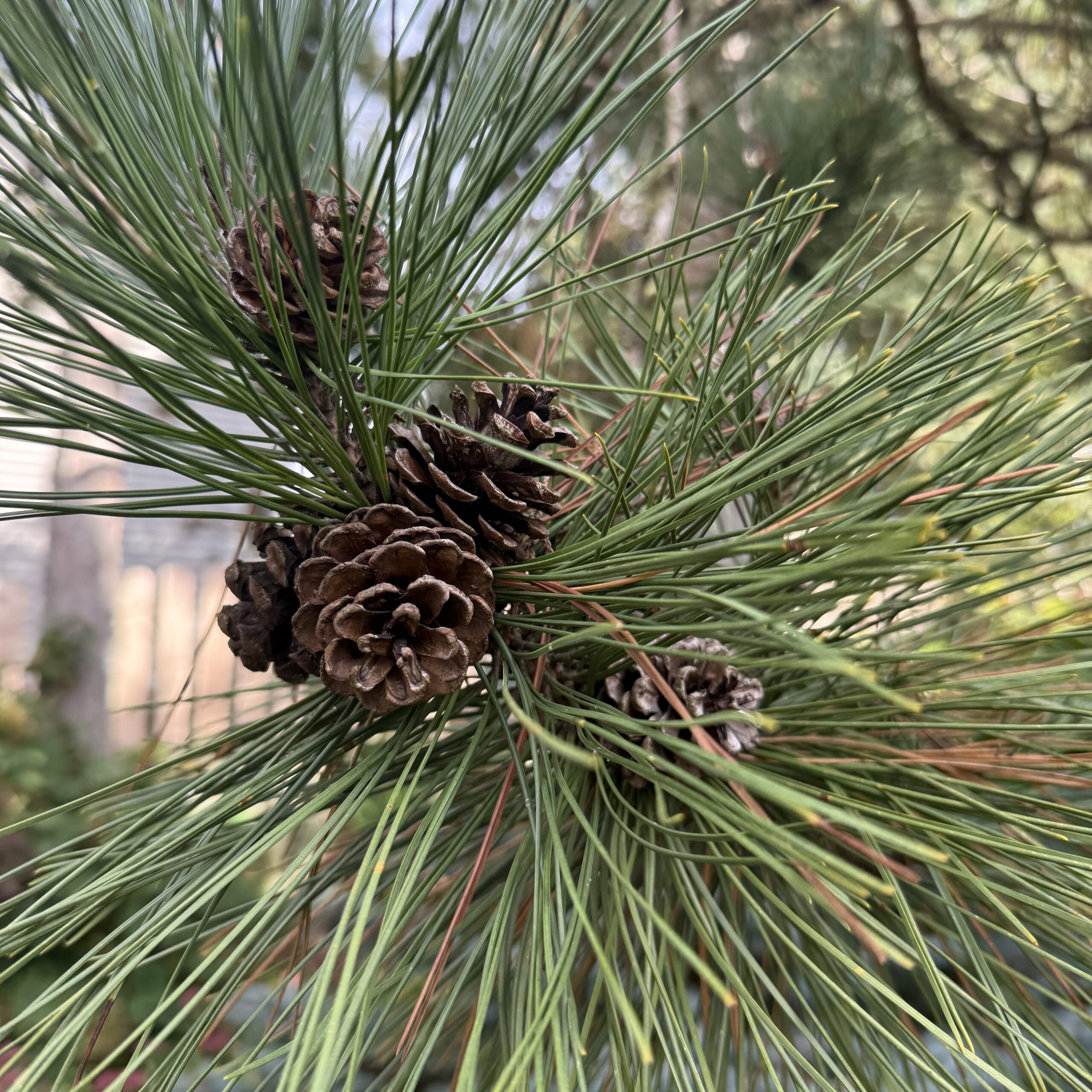Tales From the Garden | Looking for Hope and Taking Action