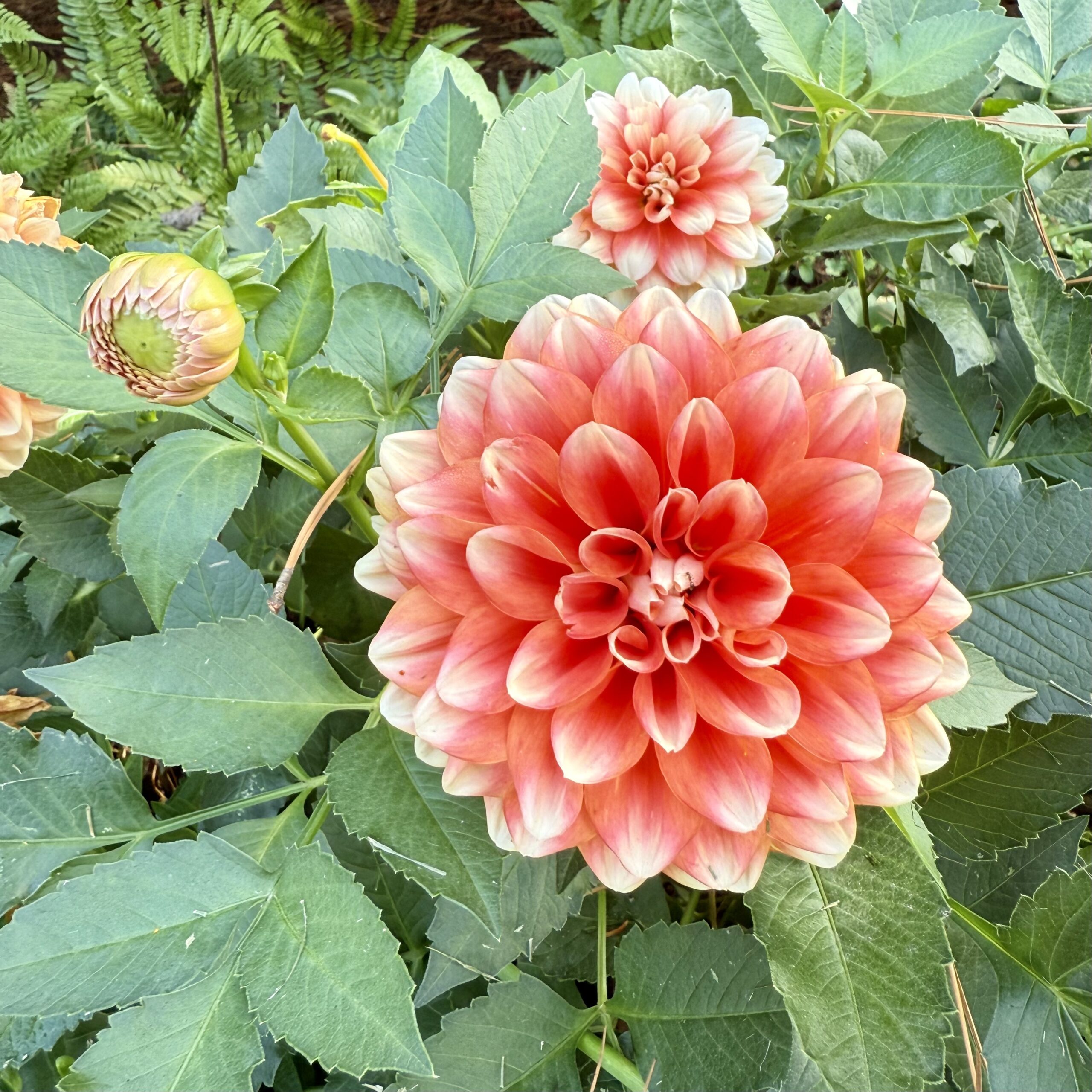 Tales From the Garden