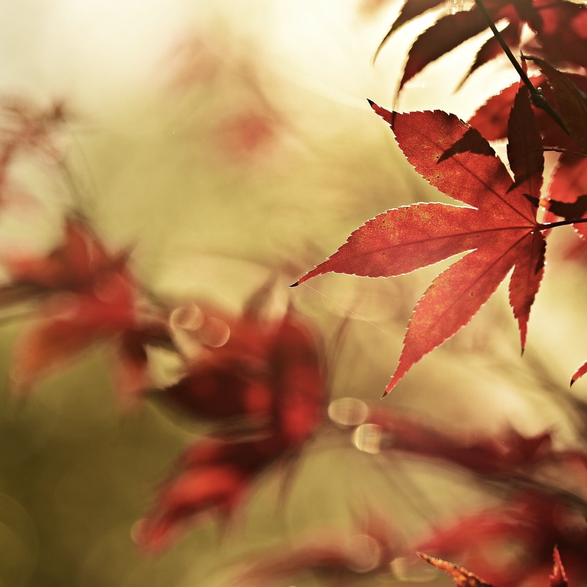 A Gathering of Poetry | November 2025