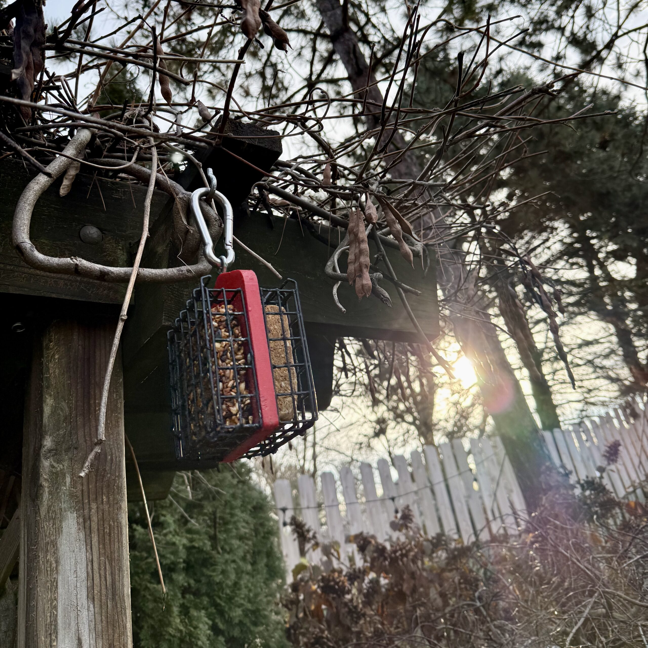 Tales From the Garden | Early January 2026