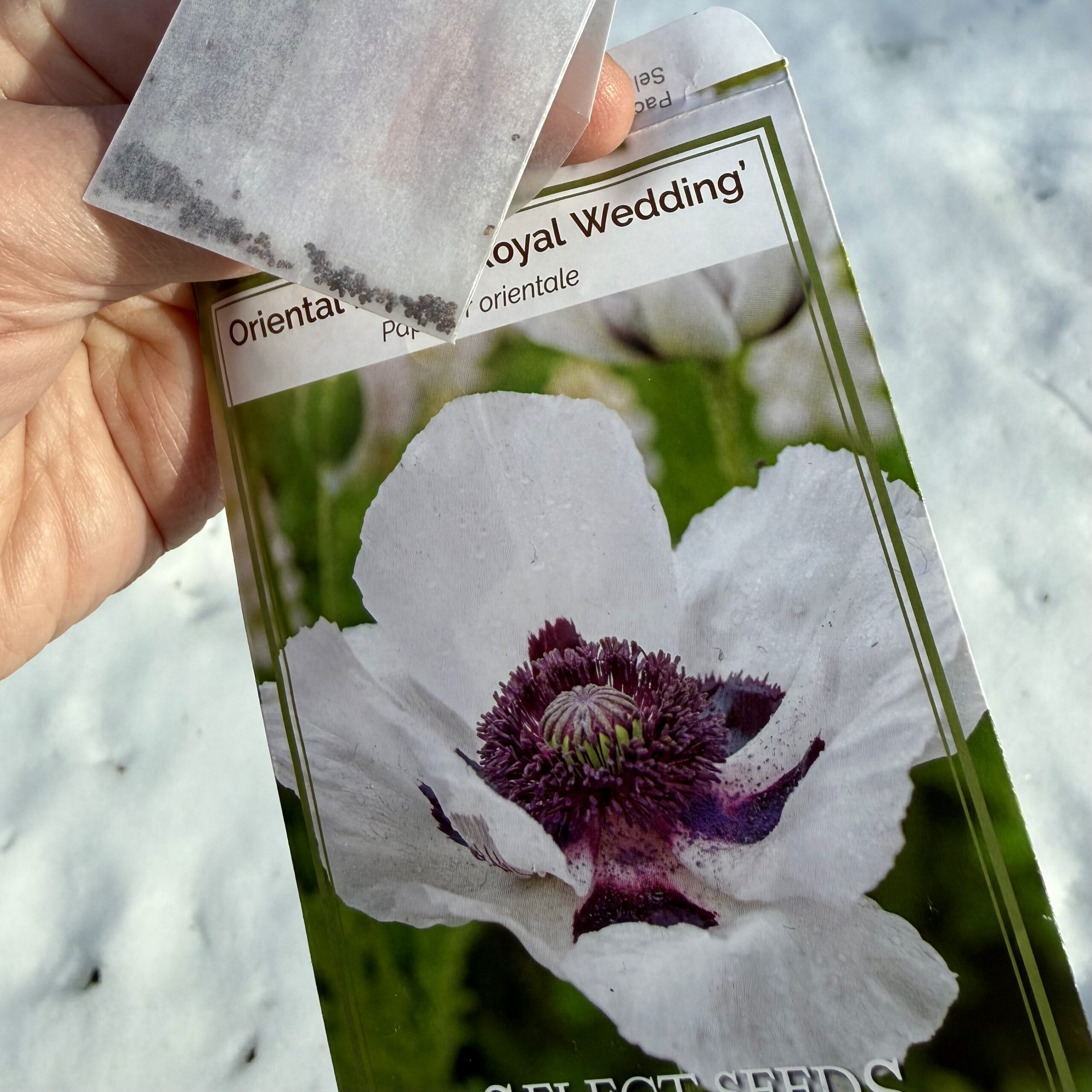 Tales From the Garden | Snow Sowing