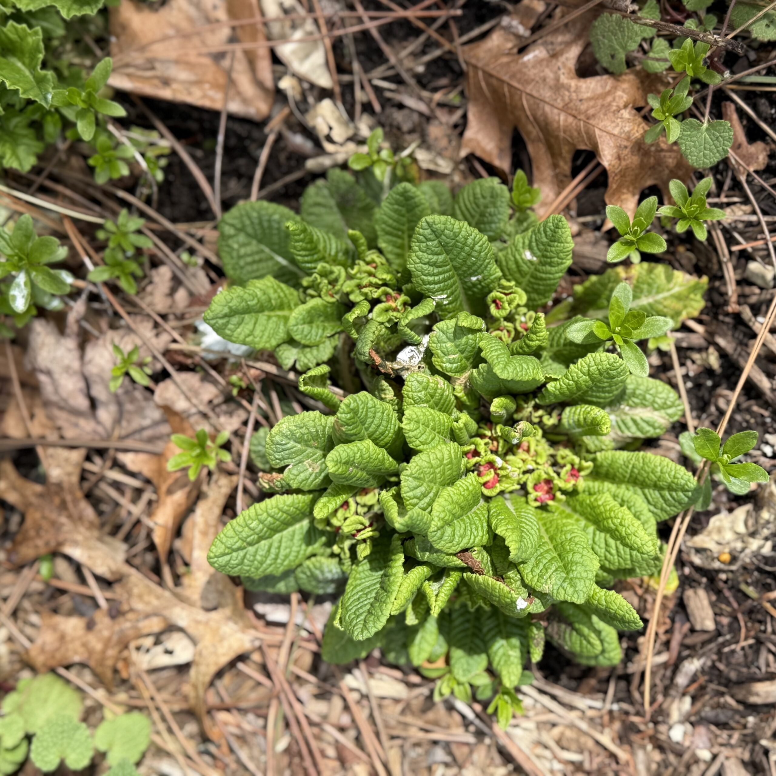 Busy Paying Attention to the Spring