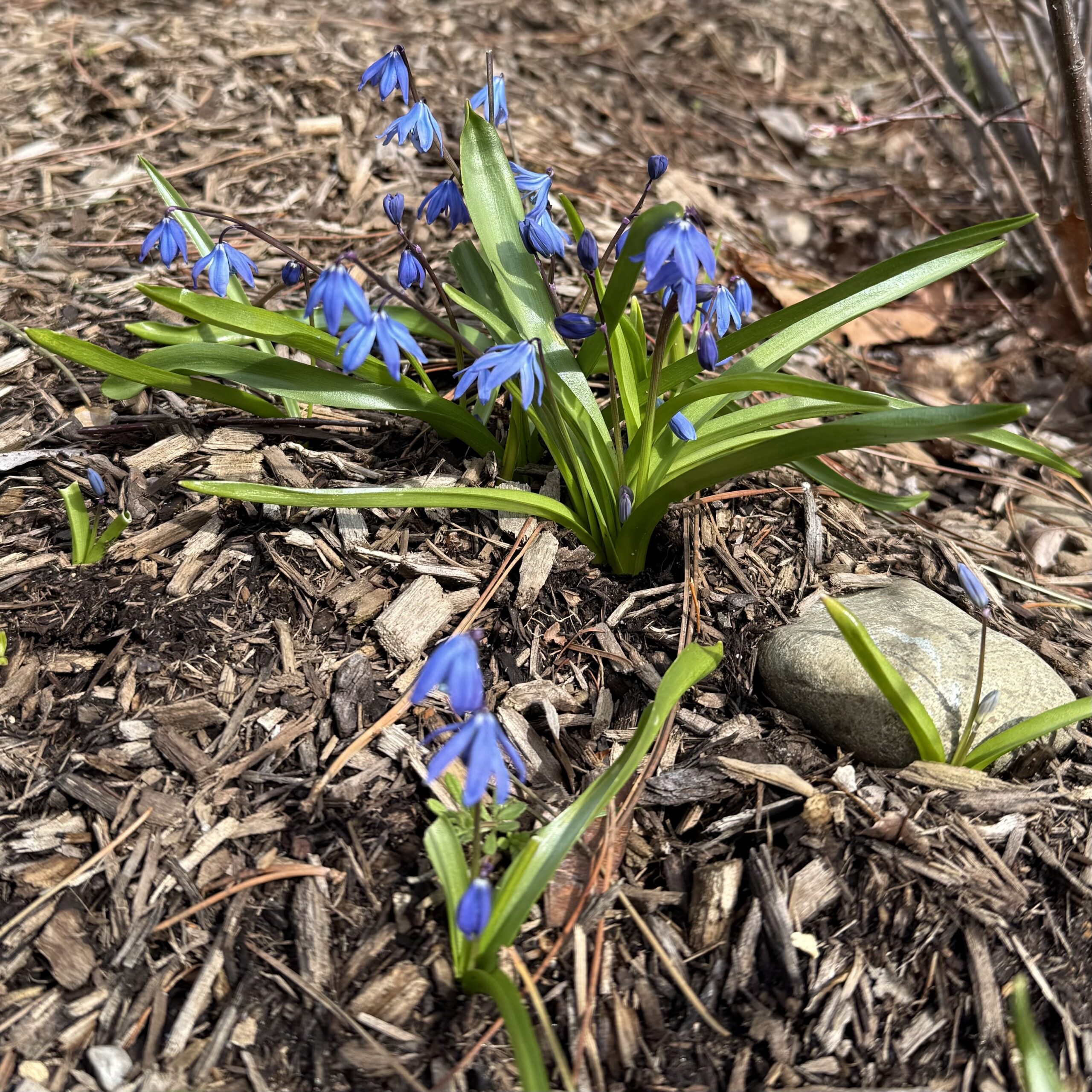 Tales From the Garden | A Master Gardener Weighs In