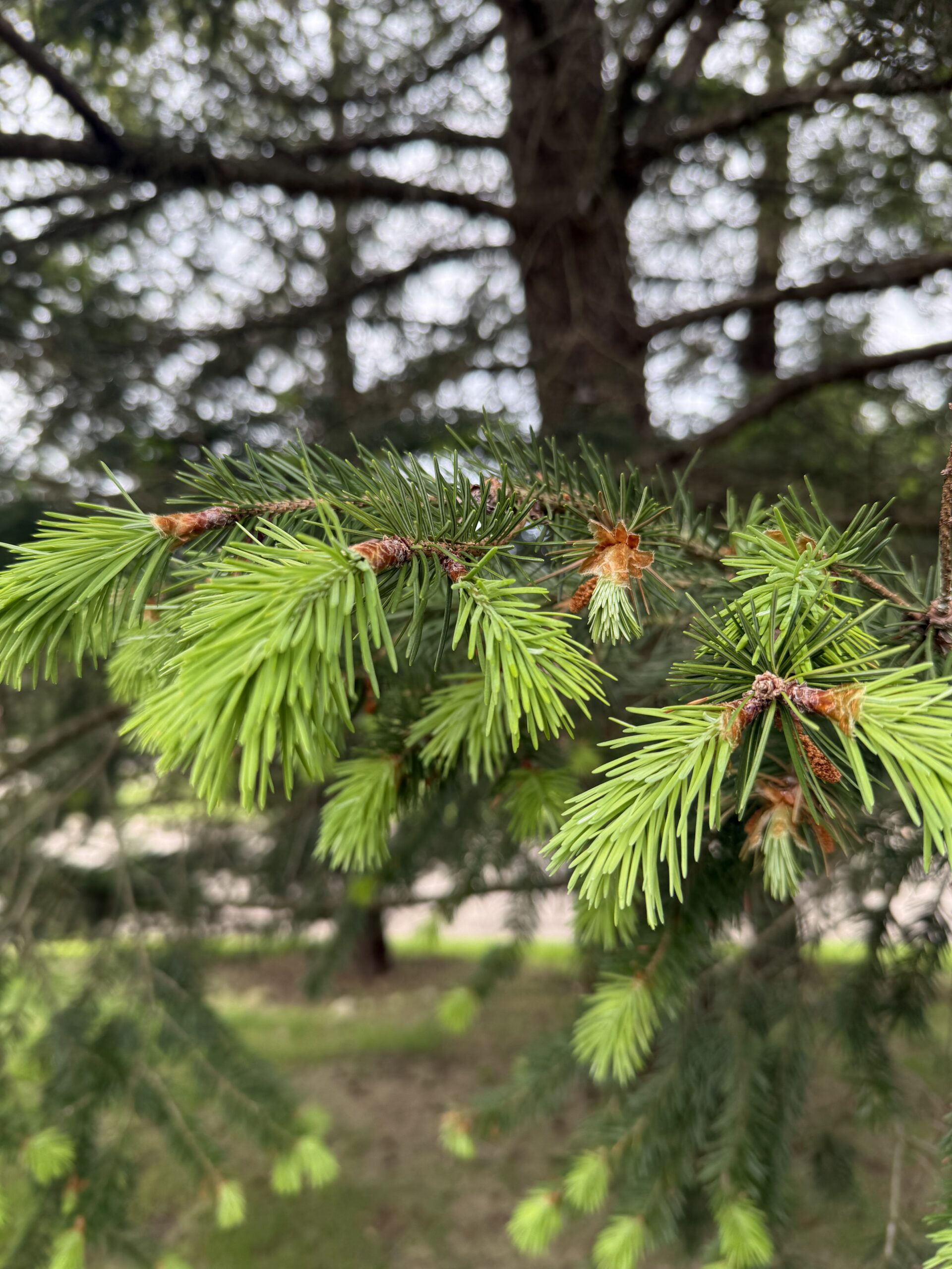 douglas fir