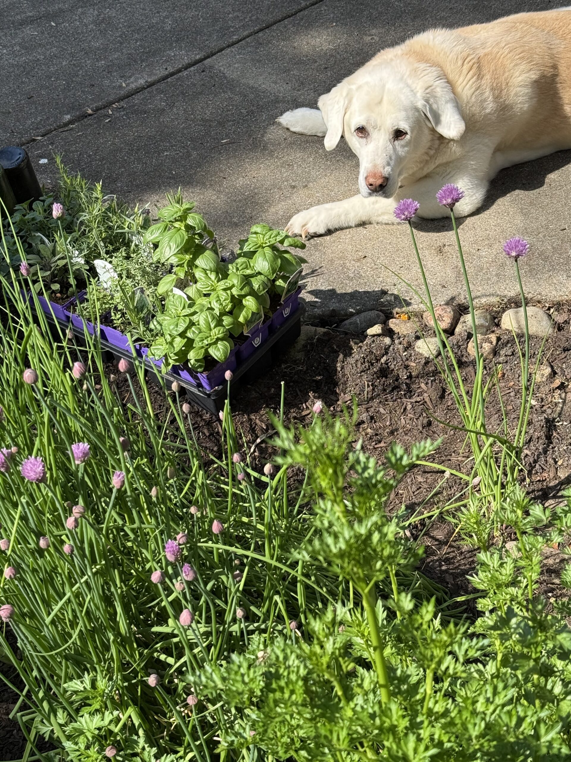 herb garden going in + JoJo