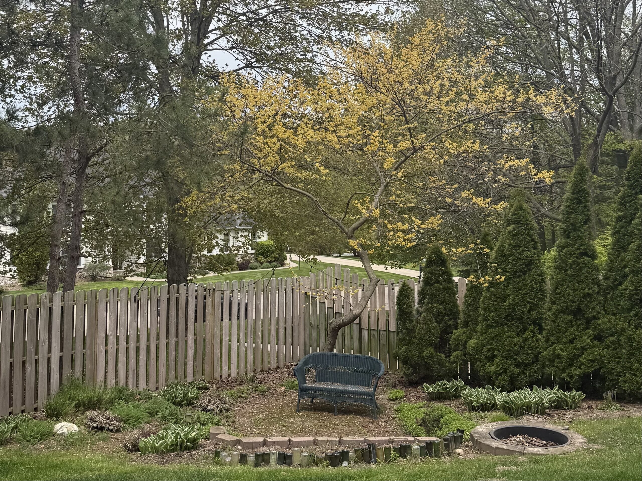 redbud leafing out