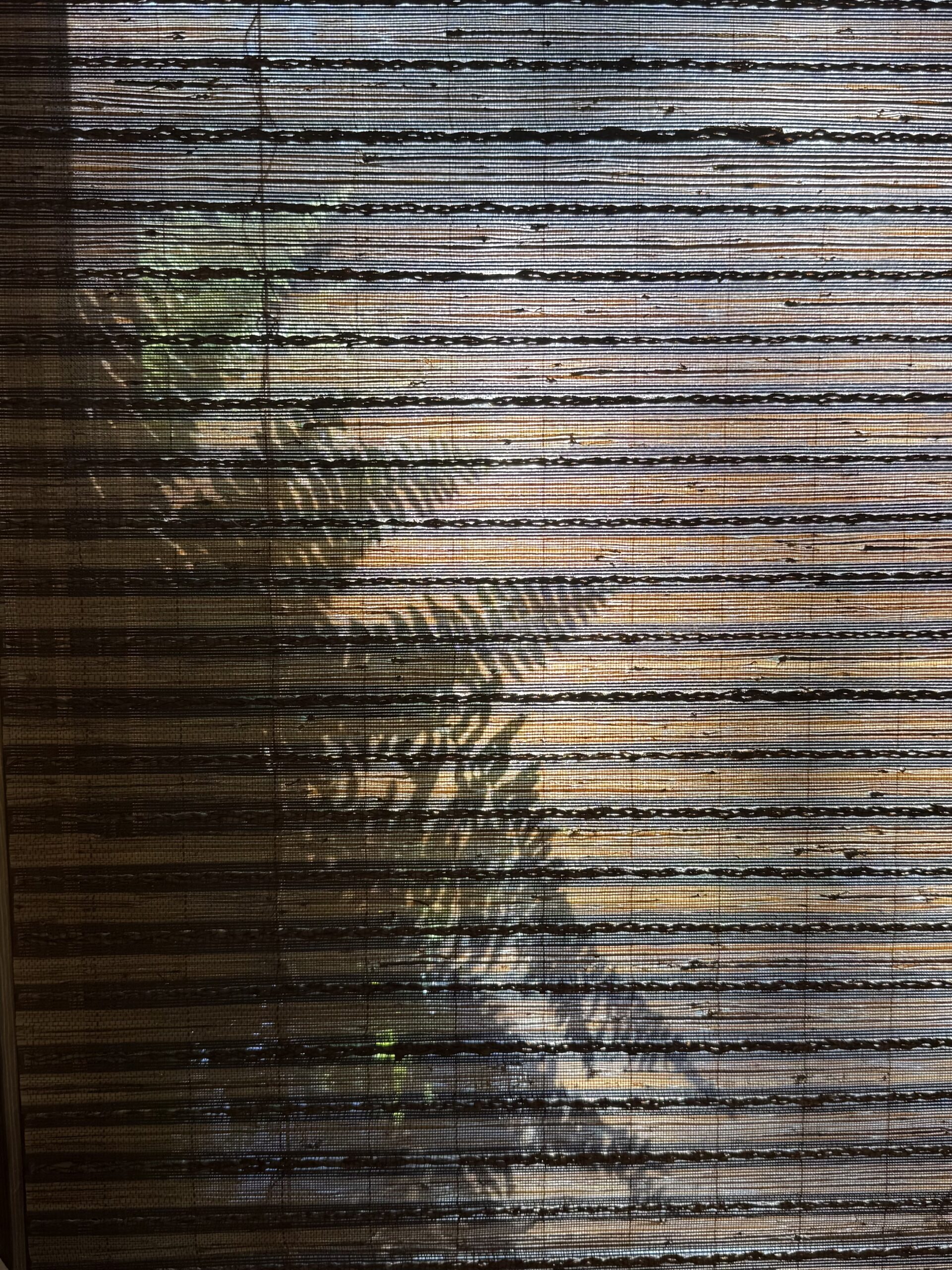 shadow fern