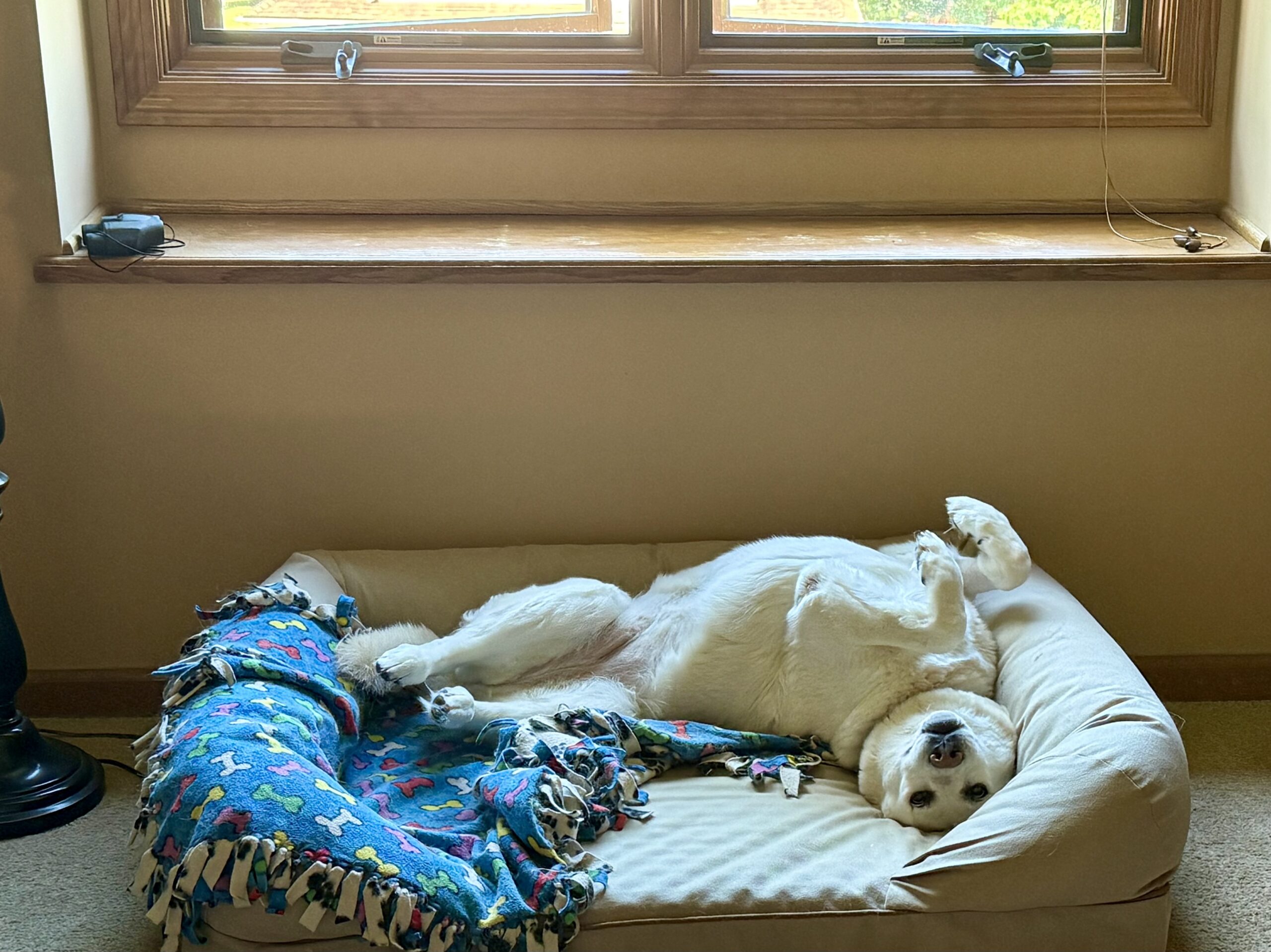 tough life for a dog