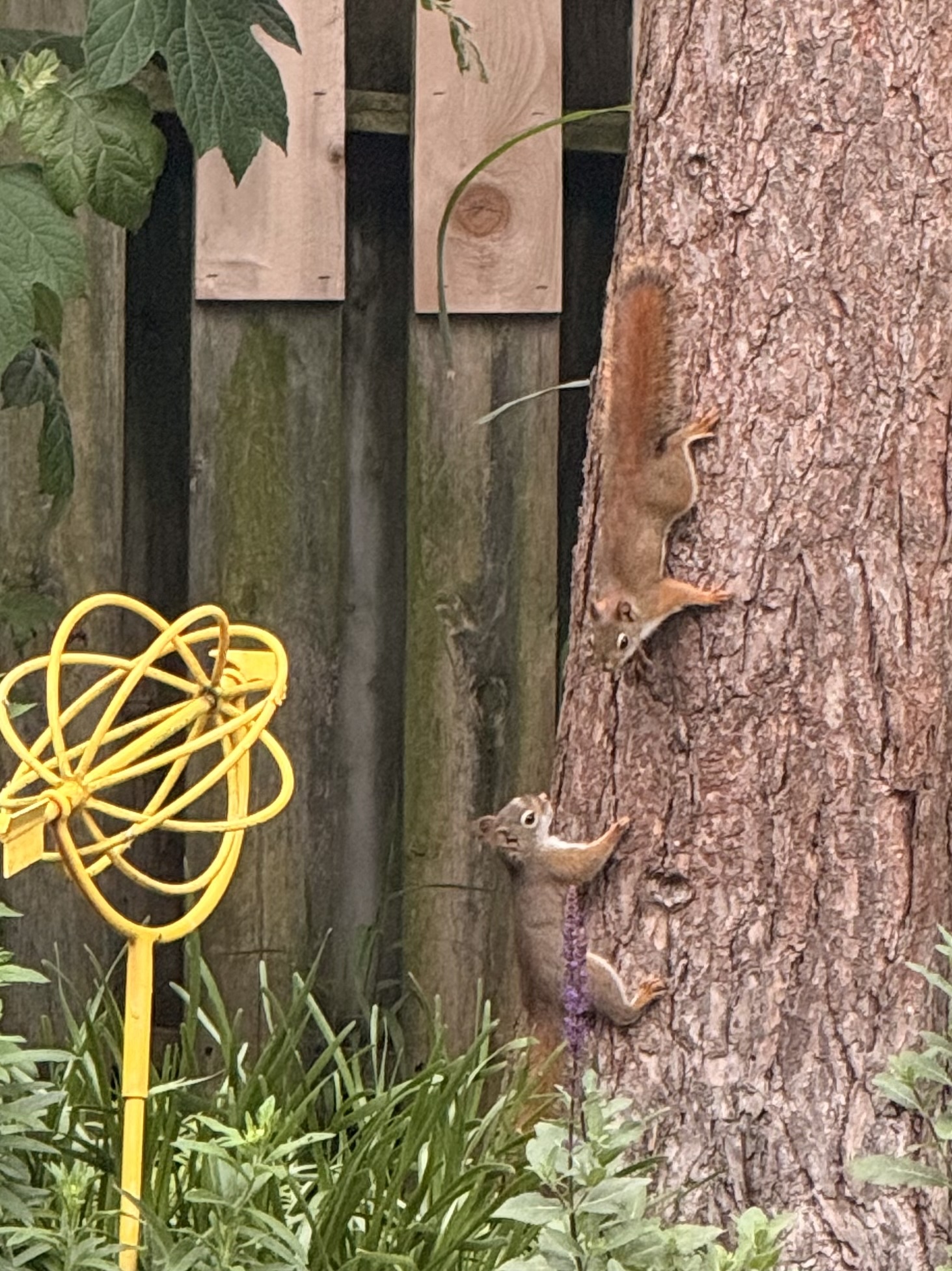 baby red squirrels
