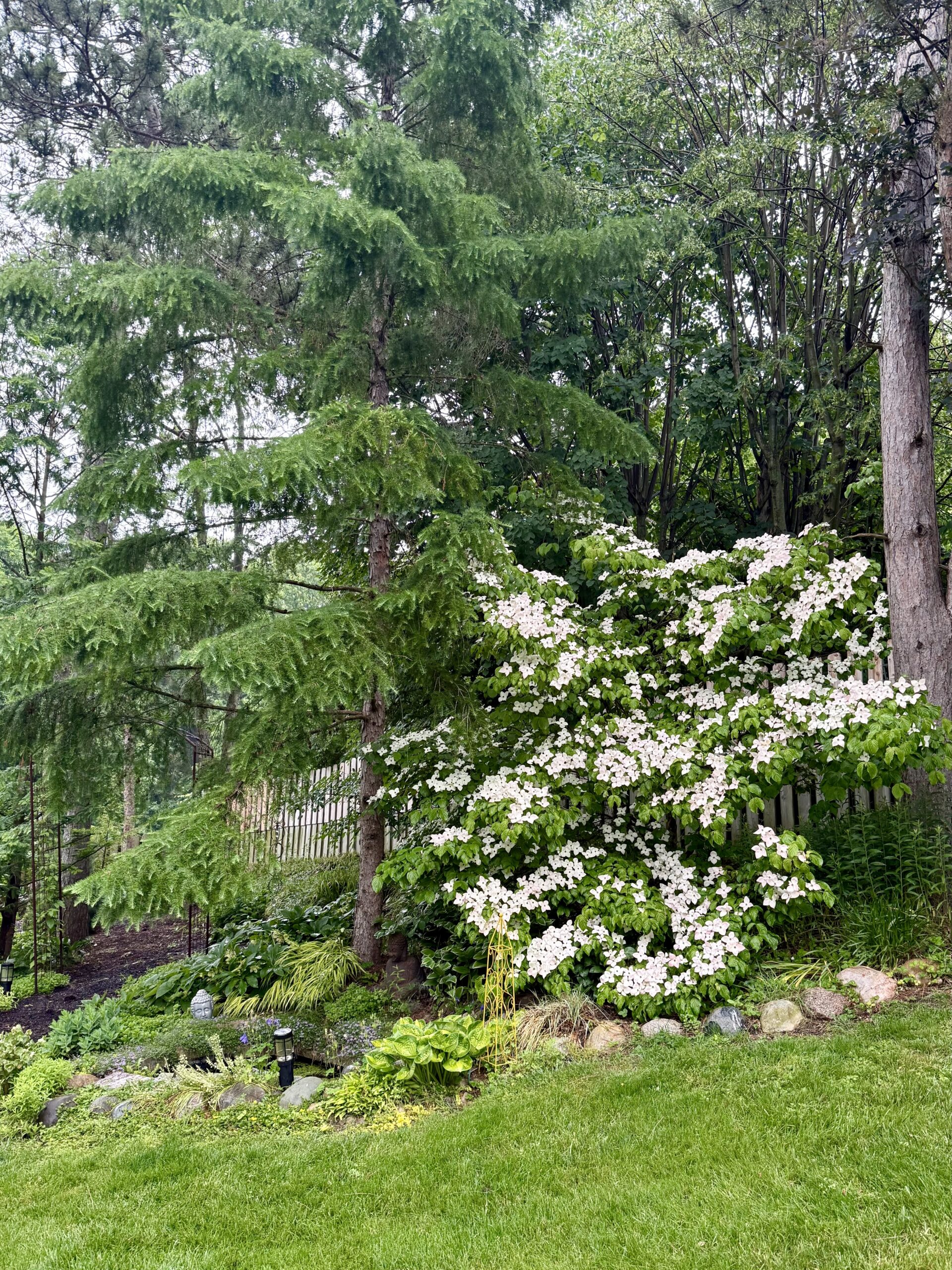 satomi dogwood
