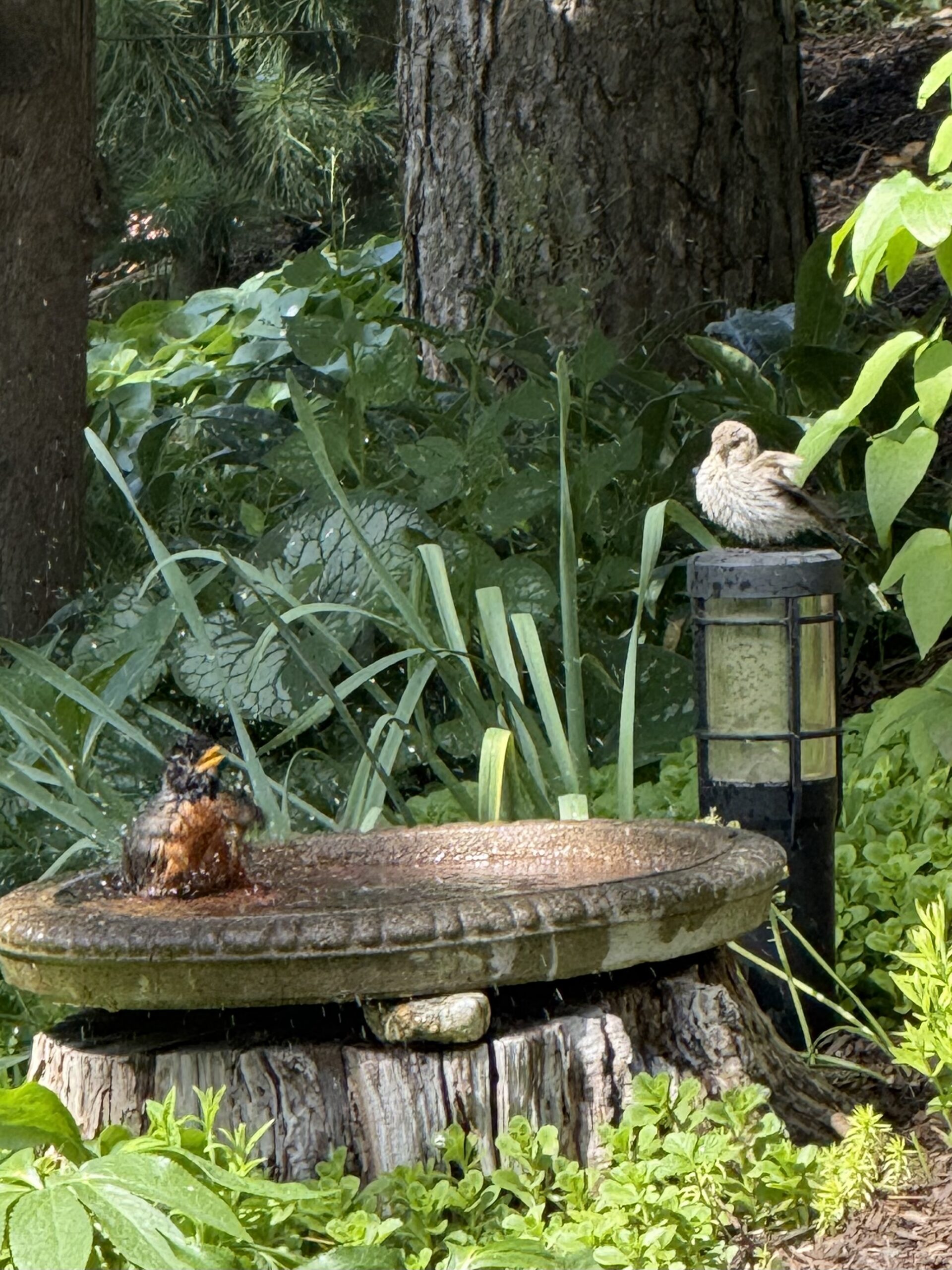 bird bath buddies