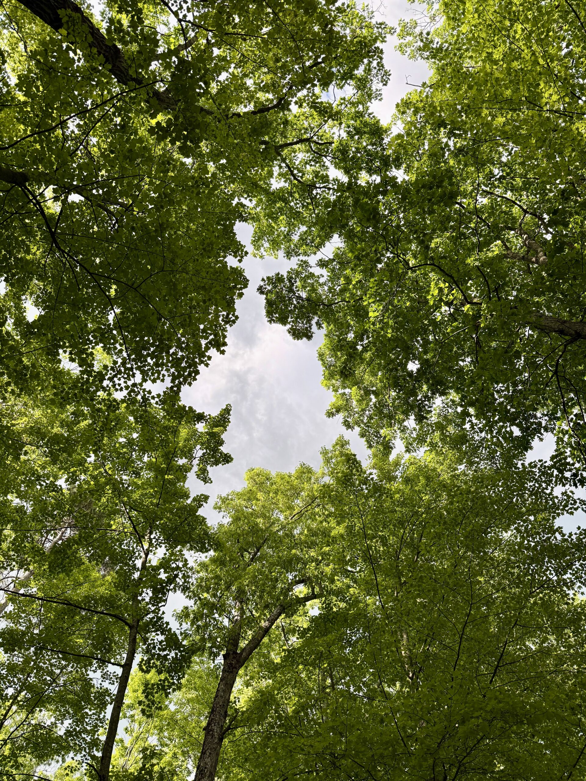 oak canopy up north