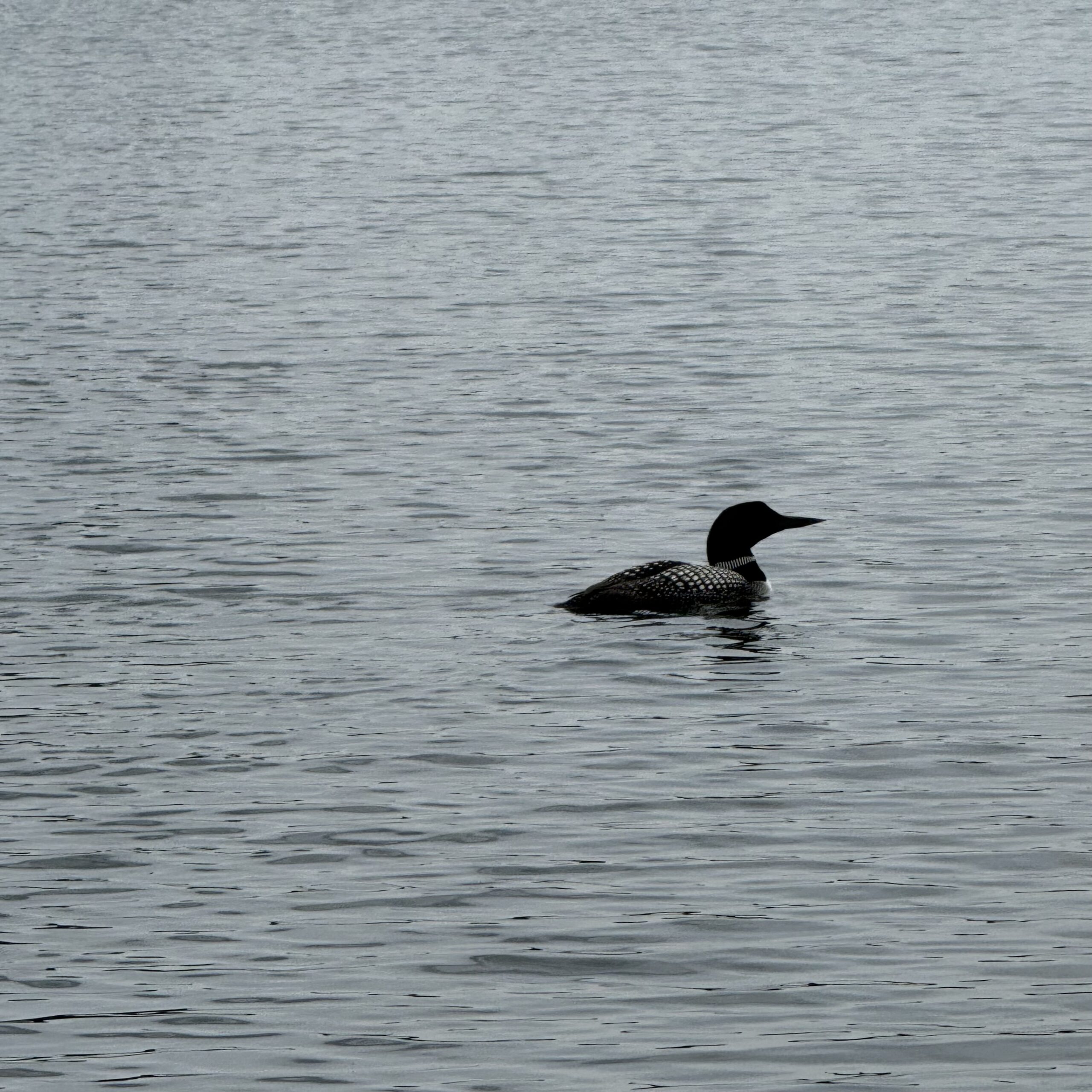 Lake Musings