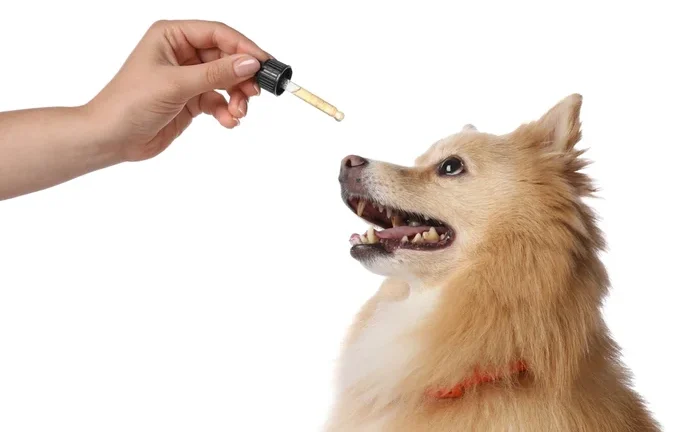 CBD Oil Dog Dosage for Arthritis