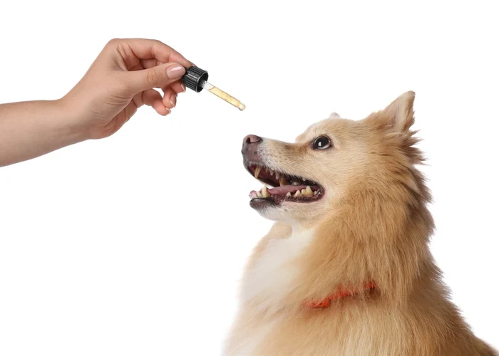 CBD Oil Dog Dosage for Arthritis