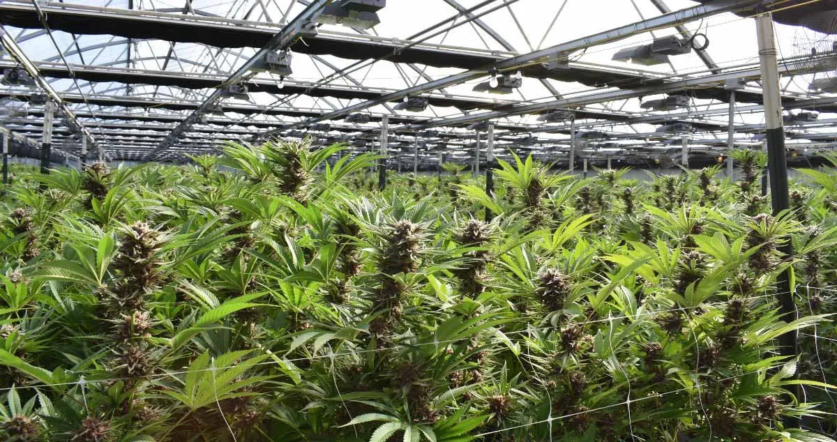 How to Grow Weed