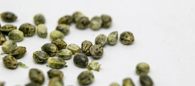 cannabis seeds