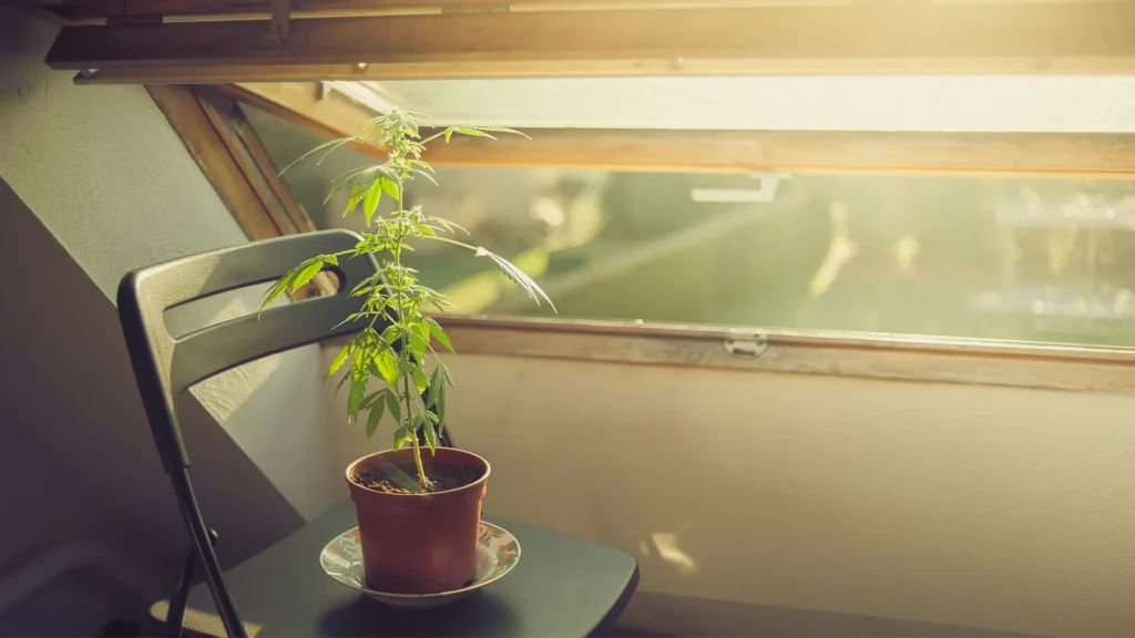 plant-your-seeds
