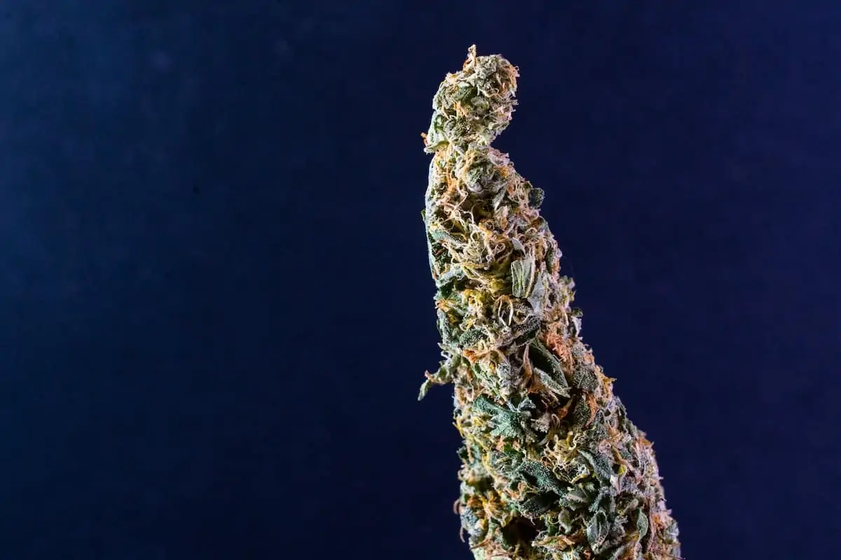Cannabis ACDC