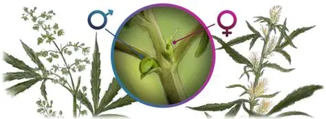 Cannabis Plants Gender