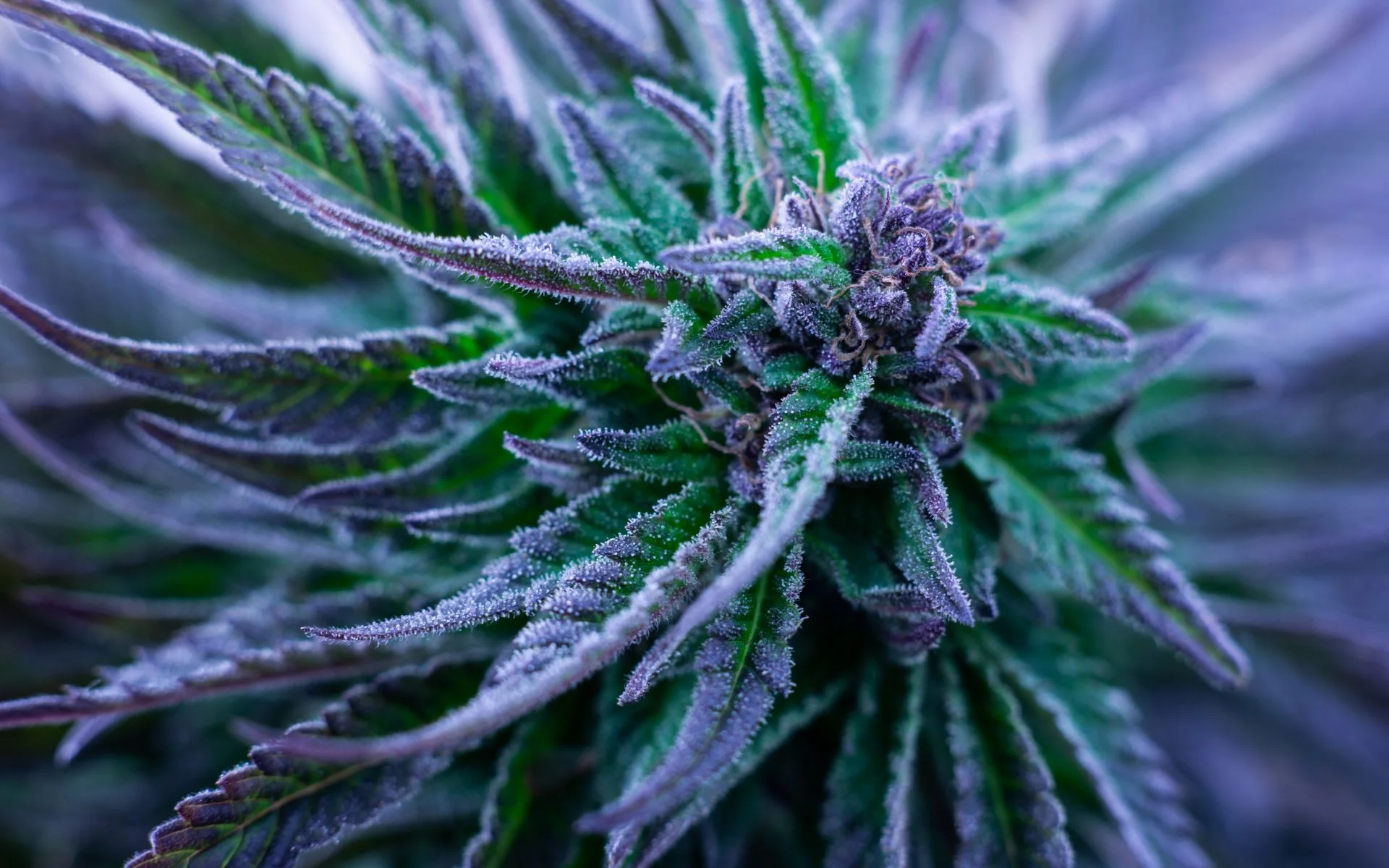 Cannabis Strains Blue Dream