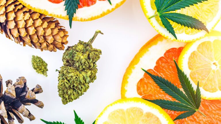 The Magic of Cannabis Terpenes: Your Guide to Their Effects and Benefits