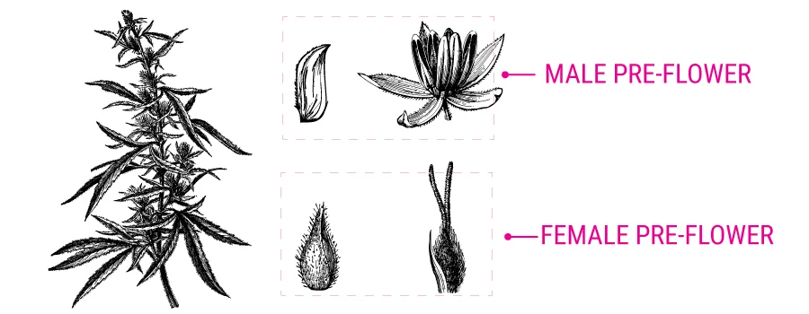Early Signs of Female Plants