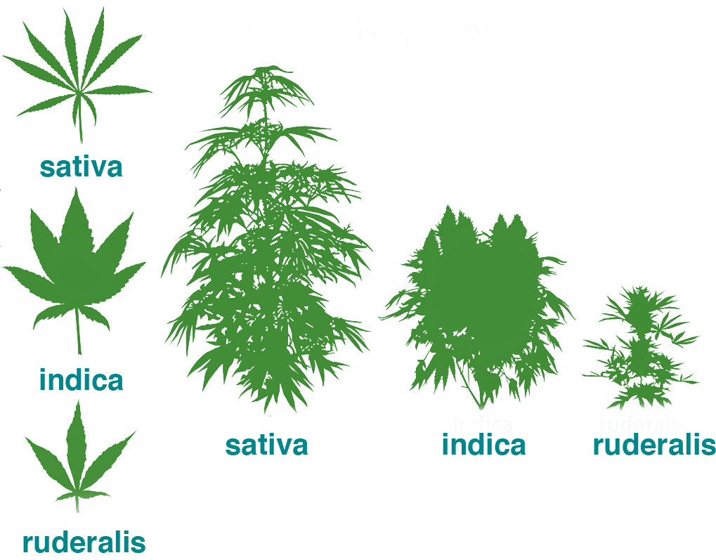 Genus Cannabis Species and Varieties