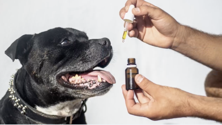 Unlocking the Potential: How Hemp Can Benefit Your Dog’s Health