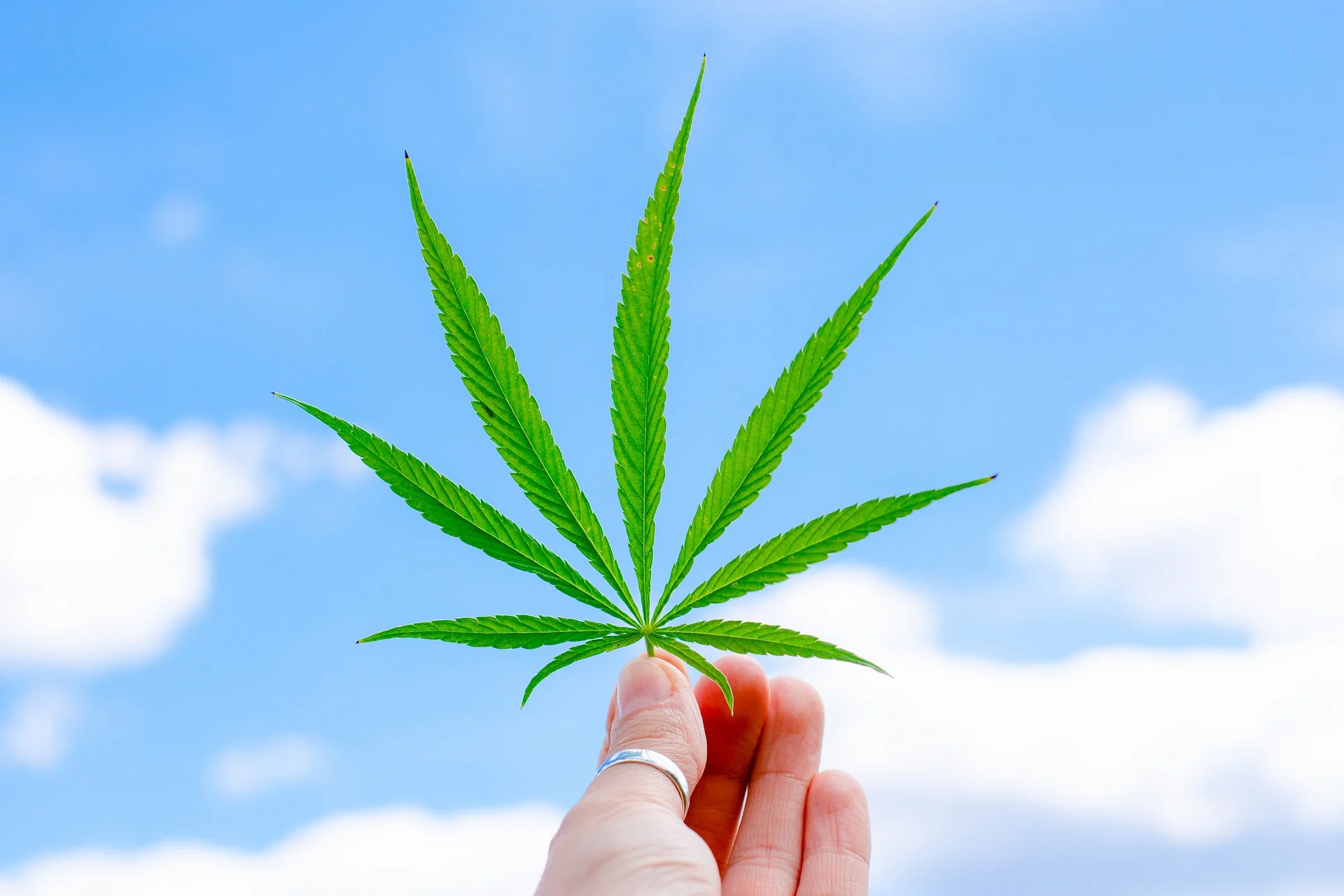 CBD Safety and Precautions