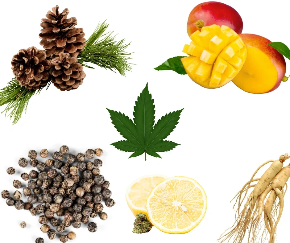 What Are Cannabis Terpenes