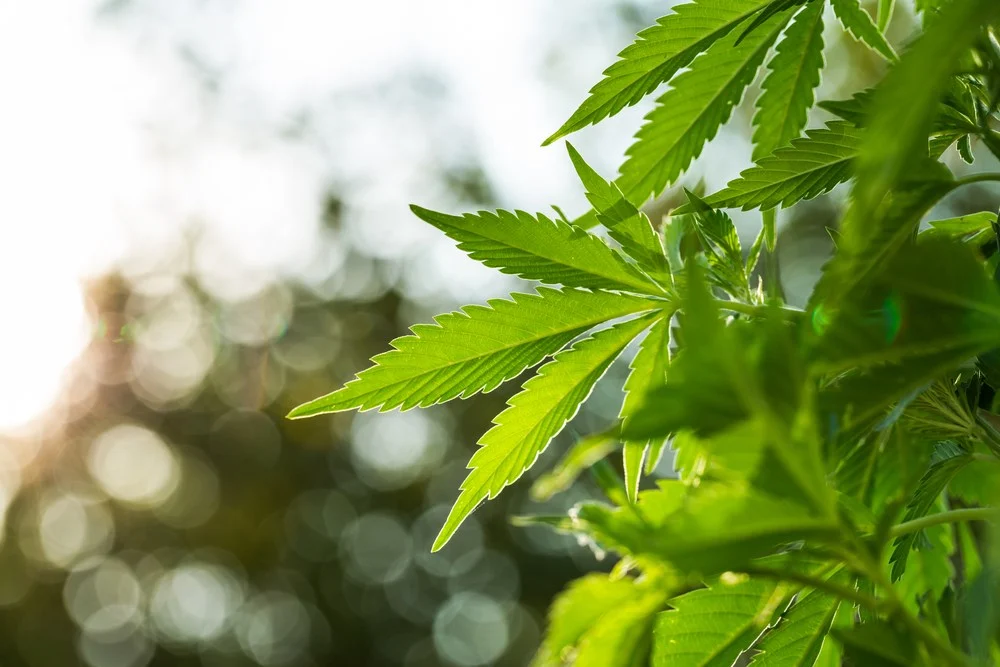 cannabis Market Overview