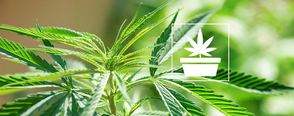 Growing Weed at Home