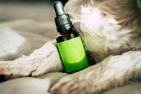 Miraculous Calm: Hemp Oil’s Powerful Benefits for Easing Dog Anxiety and Allergies in 2025