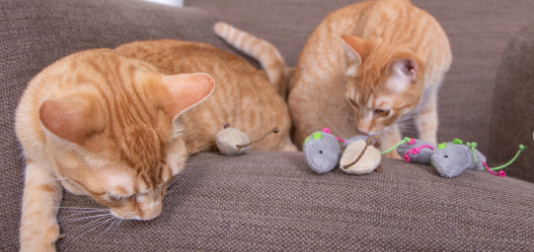 Best Cat Chew Toys Includes The Smartykat Plush Catnip Toy, Whose Fluffy Fiberfill Is Spun From 100% Recycled Plastic