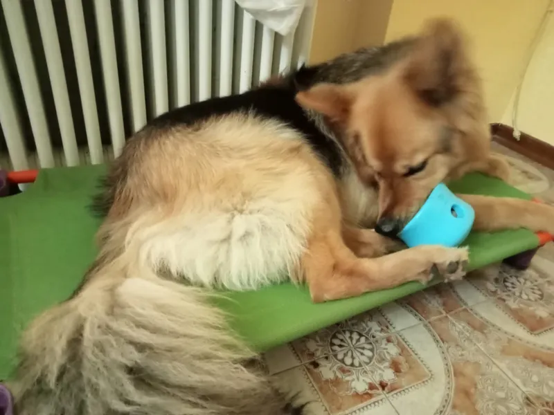 Toppl Freezable Dog Toys is a Treat-Keeping, Mentally-Stimulating That Offers Infinite Options to Mix Up Treats And Meals