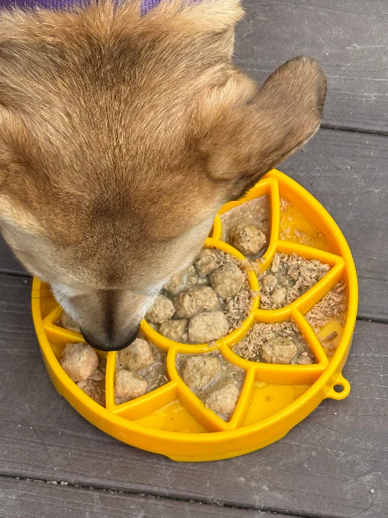 Best Enrichment Products for Dogs in USA | Soda Pup Freezable Dog Toys